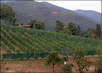 Agriturismo Le Colline, i vigneti